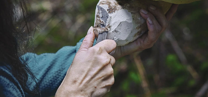 Plumier couteau à champignon INOX N°8 avec Etui et Boite NYCTALOPE