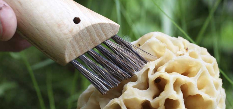 Couteau de poche Opinel Champignon N°08 – Hêtre - couteau à champignon NYCTALOPE