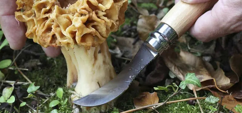 Couteau de poche Opinel Champignon N°08 – Hêtre - couteau à champignon  NYCTALOPE  
