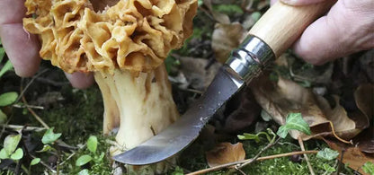Couteau de poche Opinel Champignon N°08 – Hêtre - couteau à champignon  NYCTALOPE  