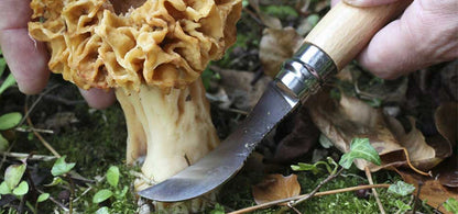 Couteau de poche Opinel Champignon N°08 – Hêtre Opinel